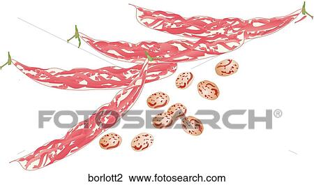 Drawing - Borlotti Beans. Fotosearch