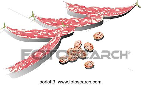 Drawing - Borlotti Beans-Shadows. Fotosearch