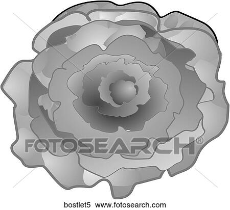 Stock Illustration - Boston Lettuce-One B&W. Fotosearch