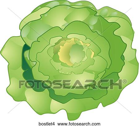 Stock Illustration - Boston Lettuce-One. Fotosearch