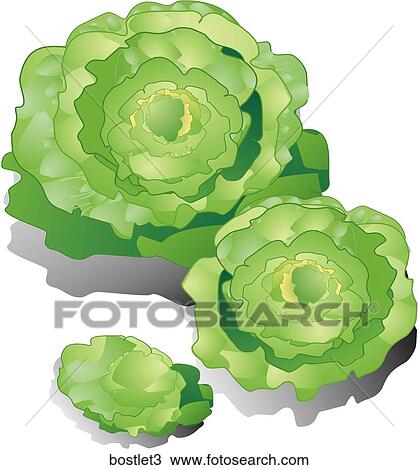 Boston Lettuce-Shadows View Large Illustration Drawing - Boston Lettuce-Shadows. Fotosearch