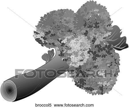 Broccoli-One B&W View Large Illustration Stock Illustration - Broccoli-One B&W. Fotosearch