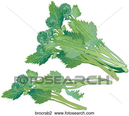 Drawing - Broccoli Rabe. Fotosearch