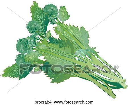 Stock Illustration - Broccoli Rabe-One. Fotosearch