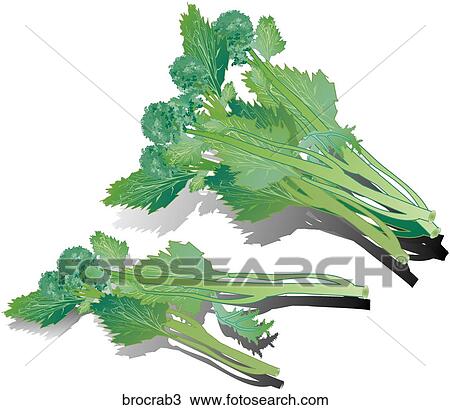 Drawing - Broccoli Rabe-Shadows. Fotosearch