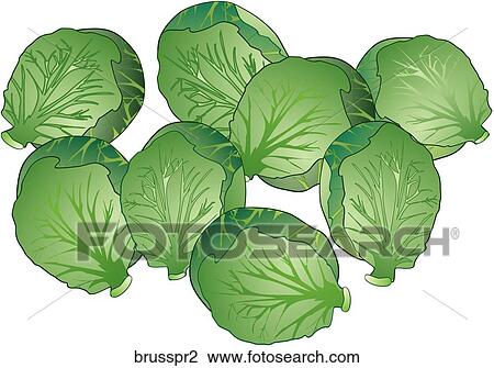 Brussel Sprouts Drawing | brusspr2 | Fotosearch