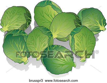 Drawing - Brussel Sprouts-Shadows. Fotosearch