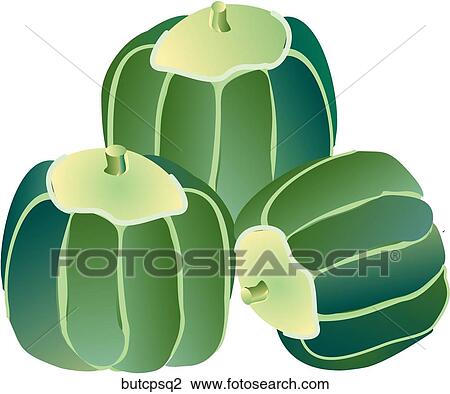 Drawing - Buttercup Squash. Fotosearch