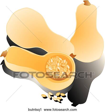 Butternut Squash-Composition View Large Illustration Clip Art - Butternut Squash-Composition. Fotosearch