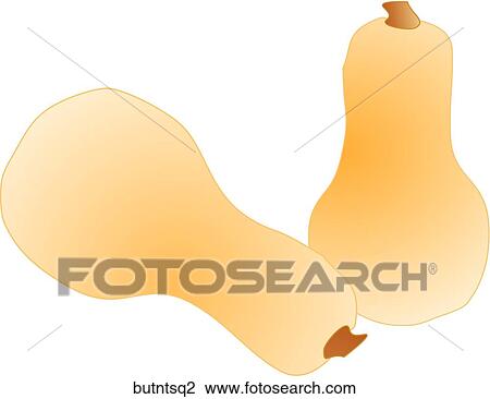 Butternut Squash Drawing | butntsq2 | Fotosearch