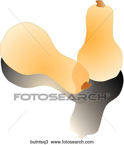 Drawing - Butternut Squash-Shadows. Fotosearch