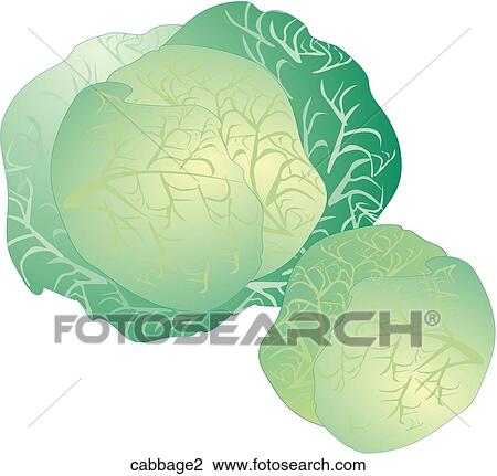 Cabbage View Large Illustration Drawing - Cabbage. Fotosearch