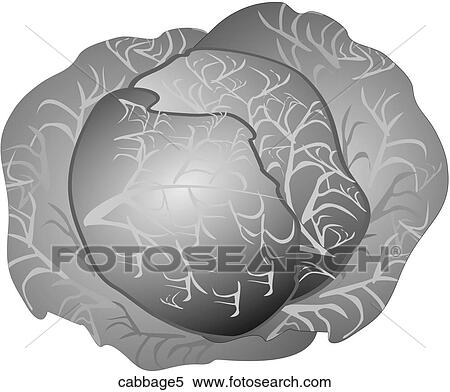 Cabbage-One B&W View Large Illustration Stock Illustration - Cabbage-One B&W. Fotosearch
