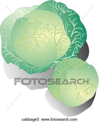 Drawing - Cabbage-Shadows. Fotosearch