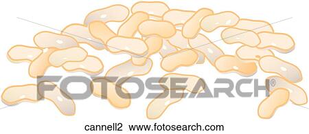 Cannellini Beans View Large Illustration Drawing - Cannellini Beans. Fotosearch