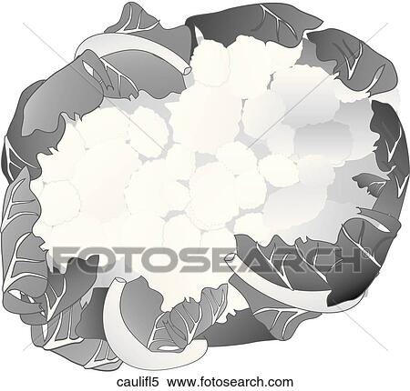 Cauliflower-One B&W View Large Illustration Stock Illustration - Cauliflower-One B&W. Fotosearch