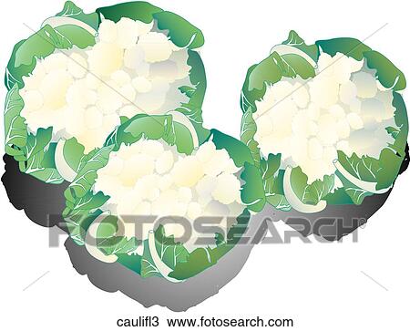 Drawing - Cauliflower-Shadows. Fotosearch