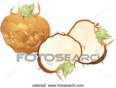 Celeriac View Large Illustration Drawing - Celeriac. Fotosearch