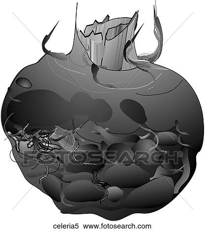 Celeriac-One B&W View Large Illustration Stock Illustration - Celeriac-One B&W. Fotosearch