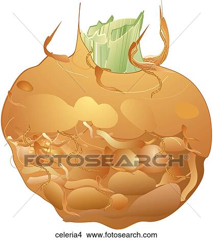 Stock Illustration - Celeriac-One. Fotosearch