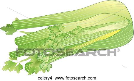 Stock Illustration - Celery-One. Fotosearch