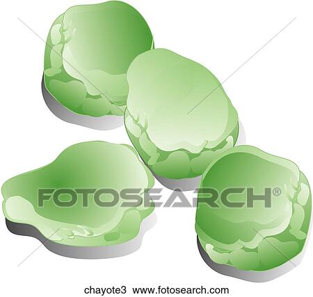 Drawing - Chayote Squash-Shadows. Fotosearch