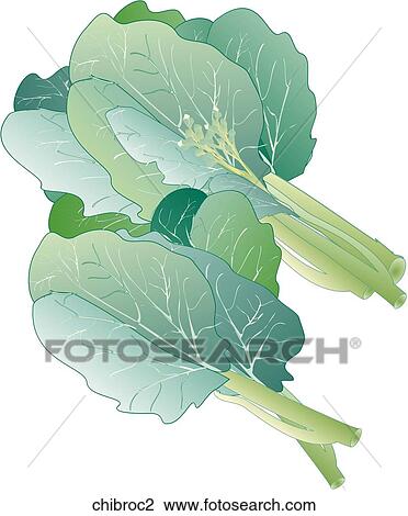 Drawing - Chinese Broccoli. Fotosearch