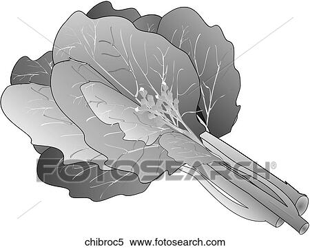 Chinese Broccoli-One B&W View Large Illustration Stock Illustration - Chinese Broccoli-One B&W. Fotosearch