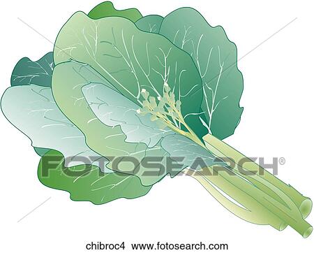 Stock Illustration - Chinese Broccoli-One. Fotosearch