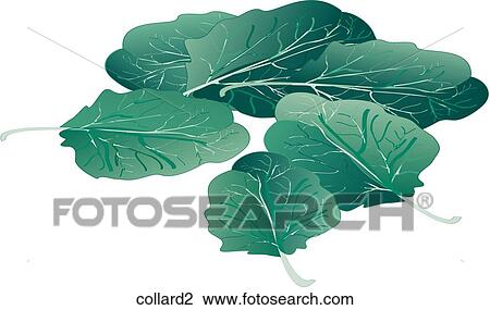 Drawing - Collards. Fotosearch