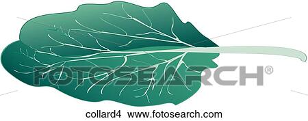Stock Illustration - Collards-One. Fotosearch