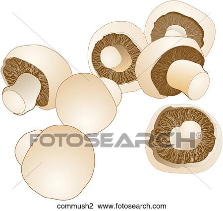 Drawing - Commercial Mushrooms . Fotosearch