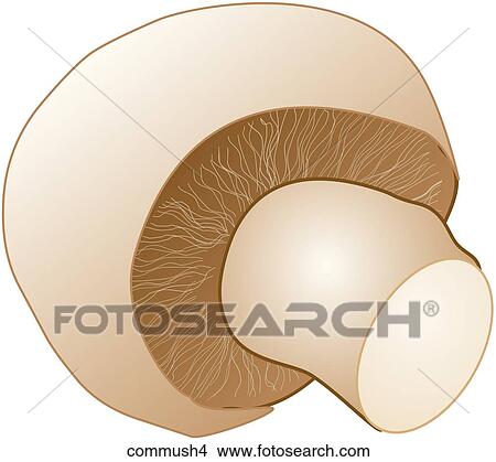 Commercial Mushrooms-One View Large Illustration Stock Illustration - Commercial Mushrooms-One . Fotosearch