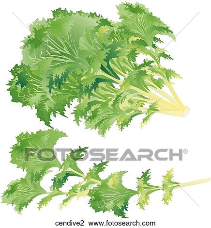 Drawing - Curley Endive. Fotosearch