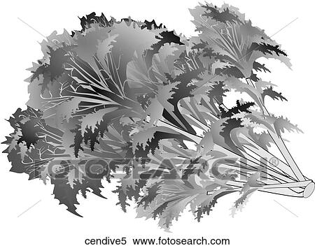 Curley Endive-One B&W View Large Illustration Stock Illustration - Curley Endive-One B&W. Fotosearch