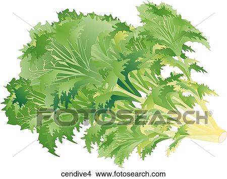 Stock Illustration - Curley Endive-One. Fotosearch