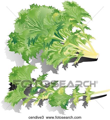 Curley Endive-Shadows View Large Illustration Drawing - Curley Endive-Shadows. Fotosearch