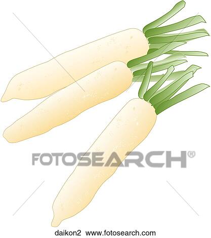 Daikon View Large Illustration Drawing - Daikon. Fotosearch