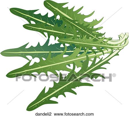 Dandelion Greens View Large Illustration Drawing - Dandelion Greens. Fotosearch