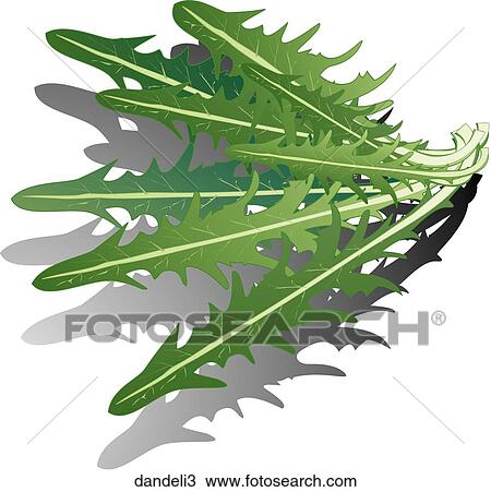 Drawing - Dandelion Greens-Shadows. Fotosearch