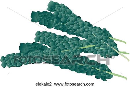 Elephant Kale View Large Illustration Drawing - Elephant Kale. Fotosearch
