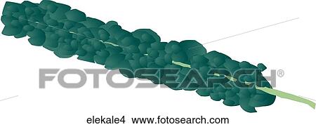 Elephant Kale-One View Large Illustration Stock Illustration - Elephant Kale-One. Fotosearch
