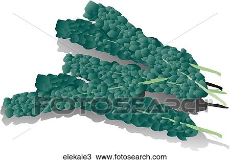 Drawing - Elephant Kale-Shadows. Fotosearch