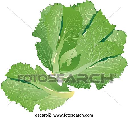 Escarole View Large Illustration Drawing - Escarole. Fotosearch