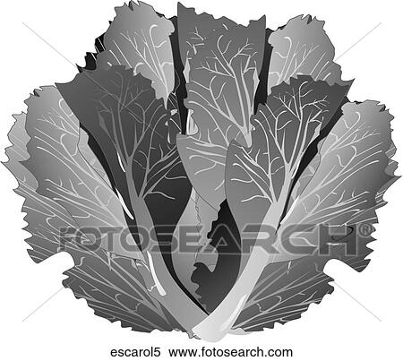Escarole-One B&W View Large Illustration Stock Illustration - Escarole-One B&W. Fotosearch