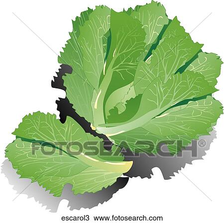 Drawing - Escarole-Shadows. Fotosearch