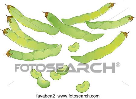 Drawing - Fava Beans. Fotosearch