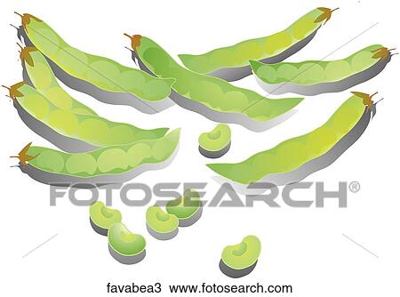 Drawing - Fava Beans-Shadows. Fotosearch