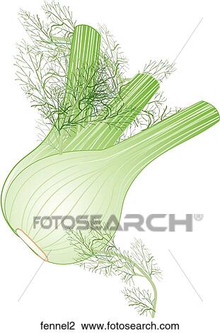 Fennel View Large Illustration Drawing - Fennel. Fotosearch