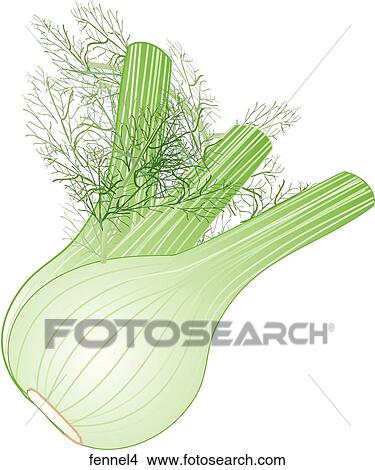 Stock Illustration - Fennel-One. Fotosearch